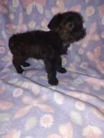 Bella, a female Yorkshire Terrier and Poodle - Toy  for sale in Lapeer, MI – 5 of 10