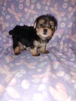 Bella, a female Maltese and Yorkshire Terrier for sale in Lapeer, MI – 5 of 10
