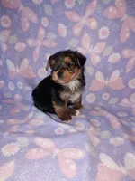 Bell, a female Yorkshire Terrier for sale in Lapeer, MI – 2 of 10