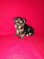 Anna, a female Yorkshire Terrier for sale in Lapeer, MI – 6 of 10