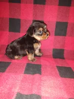 Marty, a male Yorkshire Terrier for sale in Lapeer, MI – 4 of 10