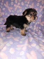 Bella, a female Maltese and Yorkshire Terrier for sale in Lapeer, MI – 2 of 10