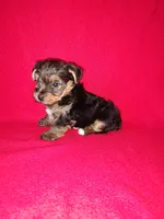 Anna, a female Yorkshire Terrier for sale in Lapeer, MI – 7 of 10