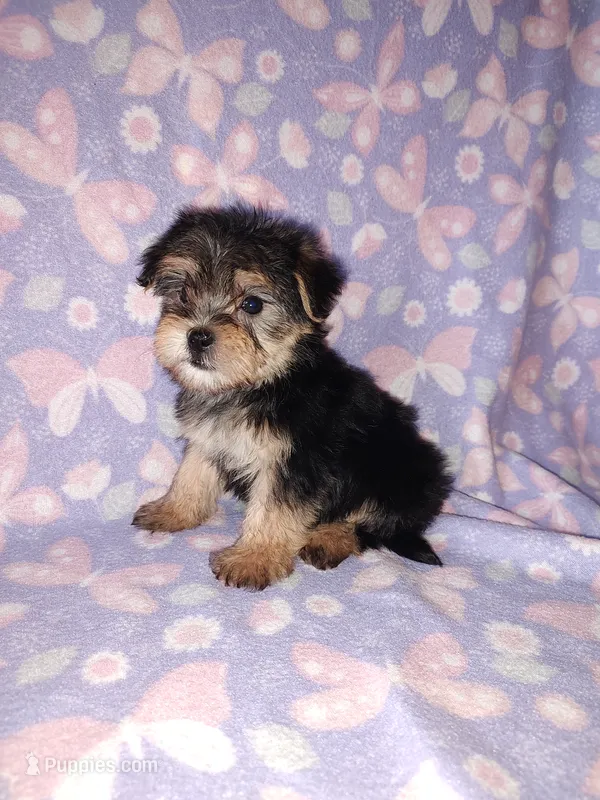 Bella – Maltese, Yorkshire Terrier puppy on hold in Lapeer, MI