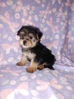 Bella, a female Maltese and Yorkshire Terrier for sale in Lapeer, MI – 1 of 10