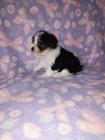 Macie, a female Maltese and Yorkshire Terrier for sale in Lapeer, MI – 2 of 10