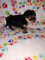 Lady, a female Maltese and Yorkshire Terrier for sale in Lapeer, MI – 2 of 8