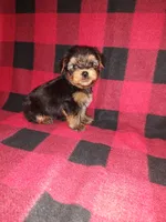 Marty, a male Yorkshire Terrier for sale in Lapeer, MI – 5 of 10