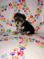 Lady, a female Maltese and Yorkshire Terrier for sale in Lapeer, MI – 8 of 8