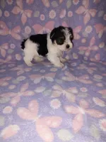 Macie, a female Maltese and Yorkshire Terrier for sale in Lapeer, MI – 7 of 10
