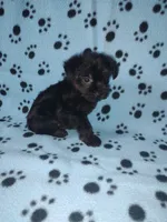 Benny, a male Yorkshire Terrier and Poodle - Toy  for sale in Lapeer, MI – 5 of 10