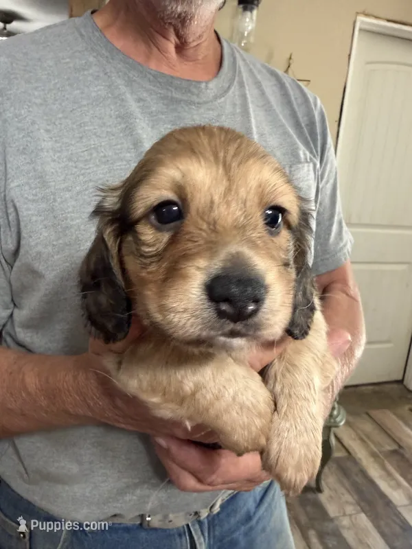 Samwell – Dachshund puppy for sale in Nowata, OK