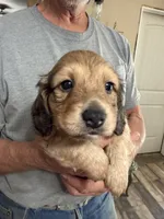 Samwell, a male Dachshund for sale in Nowata, OK – 1 of 4