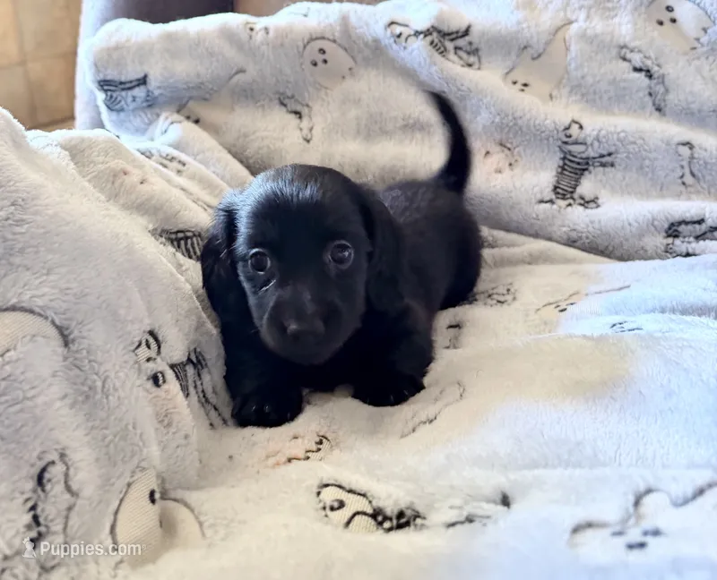 Timmy – Dachshund puppy for sale in Nowata, OK