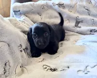 Timmy, a male Dachshund for sale in Nowata, OK – 1 of 2