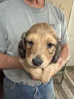 Samwell, a male Dachshund for sale in Nowata, OK – 2 of 4
