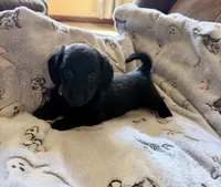 Timmy, a male Dachshund for sale in Nowata, OK – 2 of 2