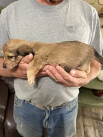 Samwell, a male Dachshund for sale in Nowata, OK – 4 of 4