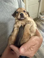 Samwell, a male Dachshund for sale in Nowata, OK – 3 of 4