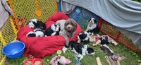 Tbd blue boy, a male Australian Shepherd and Lagotto Romagnolo for sale in Bedford, MA – 7 of 8