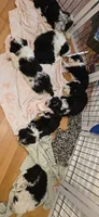 Tbd green boy, a male Australian Shepherd and Lagotto Romagnolo for sale in Bedford, MA – 3 of 9