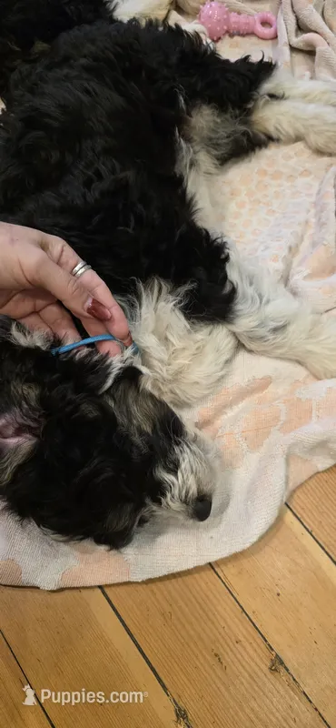 Tbd blue boy – Australian Shepherd, Lagotto Romagnolo puppy for sale in Bedford, MA