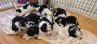 Tbd green boy, a male Australian Shepherd and Lagotto Romagnolo for sale in Bedford, MA – 8 of 9