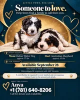 Tbd blue boy, a male Australian Shepherd and Lagotto Romagnolo for sale in Bedford, MA – 3 of 8