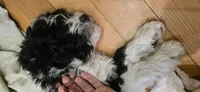 TBD orange boy, a male Australian Shepherd and Lagotto Romagnolo for sale in Bedford, MA – 1 of 10