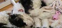 Tbd green boy, a male Australian Shepherd and Lagotto Romagnolo for sale in Bedford, MA – 2 of 9