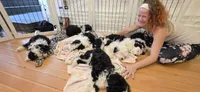 Tbd green boy, a male Australian Shepherd and Lagotto Romagnolo for sale in Bedford, MA – 5 of 9