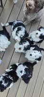 Tbd blue boy, a male Australian Shepherd and Lagotto Romagnolo for sale in Bedford, MA – 6 of 8