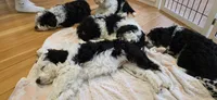 Tbd green boy, a male Australian Shepherd and Lagotto Romagnolo for sale in Bedford, MA – 6 of 9