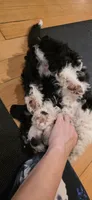 Tbd blue boy, a male Australian Shepherd and Lagotto Romagnolo for sale in Bedford, MA – 4 of 8