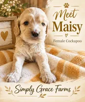 Maisy, a female Cockapoo for sale in Union Mills, NC – 2 of 4