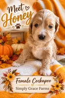 Honey, a female Cockapoo for sale in Union Mills, NC – 4 of 5