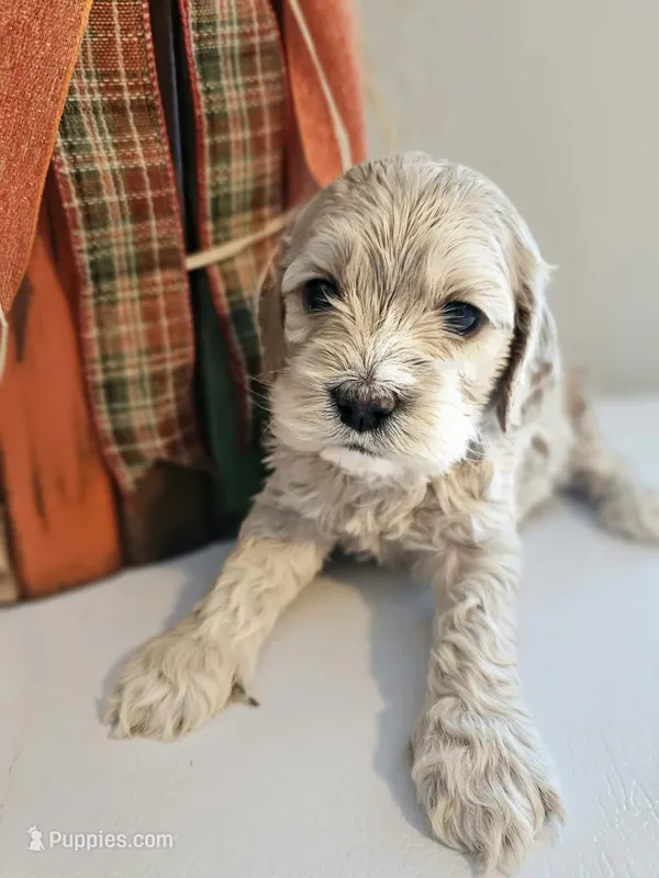 Maisy – Cockapoo puppy for sale in Union Mills, NC