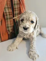 Maisy, a female Cockapoo for sale in Union Mills, NC – 1 of 4
