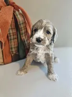 Honey, a female Cockapoo for sale in Union Mills, NC – 5 of 5
