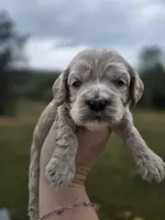 Maisy, a female Cockapoo for sale in Union Mills, NC – 4 of 4