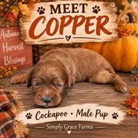 Copper, a male Cockapoo for sale in Union Mills, NC – 5 of 5