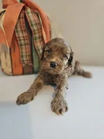 Copper, a male Cockapoo for sale in Union Mills, NC – 2 of 5