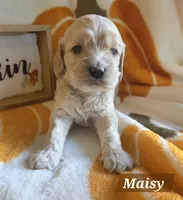 Maisy, a female Cockapoo for sale in Union Mills, NC – 3 of 4