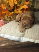 Copper, a male Cockapoo for sale in Union Mills, NC – 3 of 5