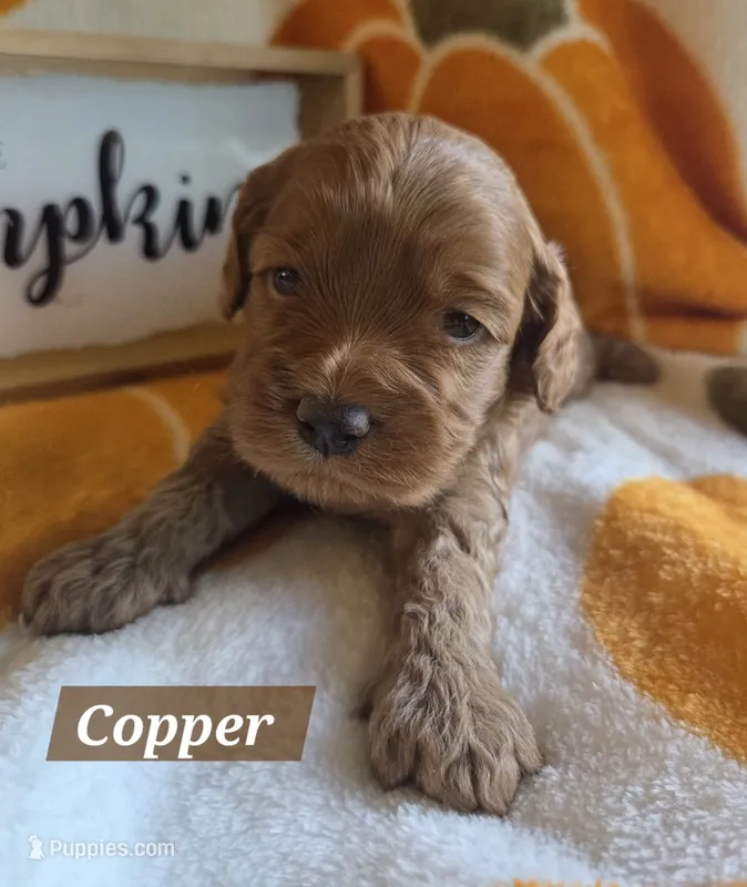 Copper – Cockapoo puppy for sale in Union Mills, NC