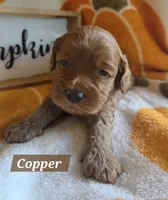Copper, a male Cockapoo for sale in Union Mills, NC – 1 of 5