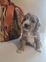 Honey, a female Cockapoo for sale in Union Mills, NC – 1 of 5