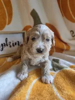 Honey, a female Cockapoo for sale in Union Mills, NC – 2 of 5
