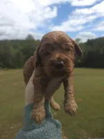 Copper, a male Cockapoo for sale in Union Mills, NC – 4 of 5