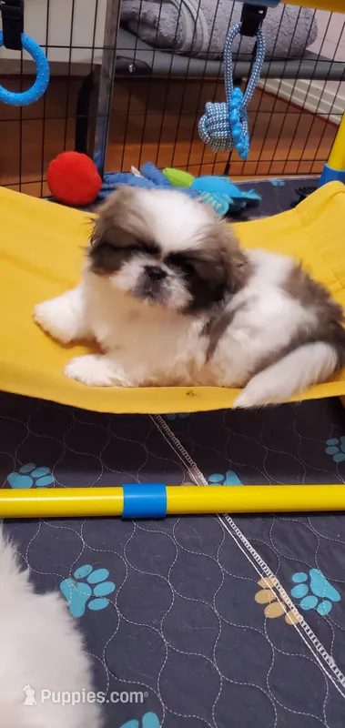 Bandit  – Pekingese puppy for sale in Chattanooga, TN